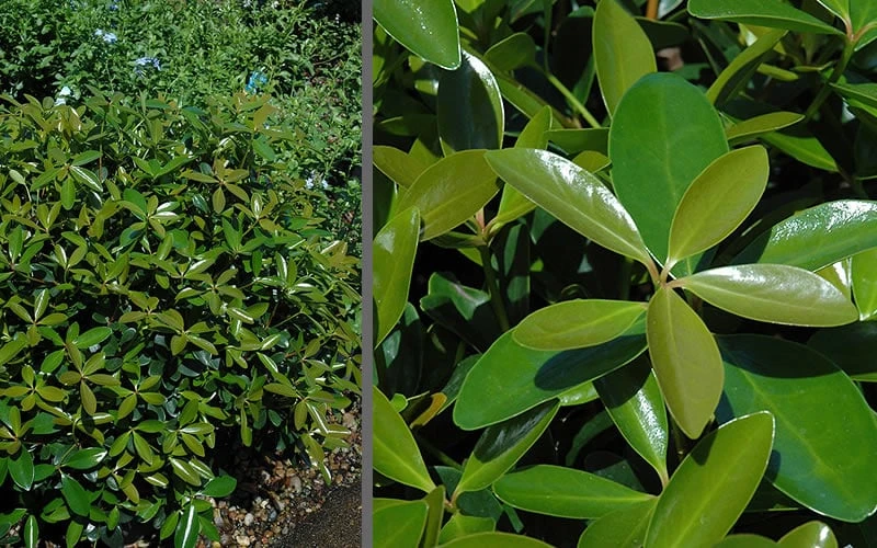 Bigfoot Cleyera Japonica - 3 Gallon Pot Bigfoot Cleyera Japonica - 3 Gallon Pot -Garden Plant Shop Cleyera Bigfoot