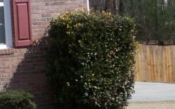 Japanese Cleyera (Ternstroemia Gymnanthera) - 3 Gallon Pot -Garden Plant Shop Cleyera Japonica Japanese 1