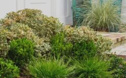 Juliet Cleyera Japonica - 2 Gallon Pot -Garden Plant Shop Cleyera Juliet 2