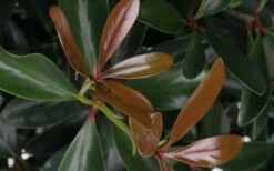 LeAnn Cleyera Japonica - 3 Gallon Pot 3 LeAnn Cleyera Japonica - 3 Gallon Pot -Garden Plant Shop Cleyera LeAnn Japonica