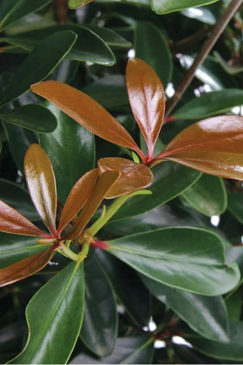 LeAnn Cleyera Japonica - 3 Gallon Pot LeAnn Cleyera Japonica - 3 Gallon Pot -Garden Plant Shop Cleyera Leann BS