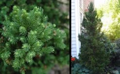 Black Dragon Cryptomeria - Japanese Cedar - 1 Gallon Pot -Garden Plant Shop Cryptomeria Black Dragon 2 3