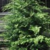Southern Lace Hinoki Cypress - 3 Gallon Pot