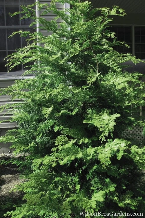 Southern Lace Hinoki Cypress - 3 Gallon Pot Southern Lace Hinoki Cypress - 3 Gallon Pot -Garden Plant Shop Cypress Hinoki Southern Lace 12 4