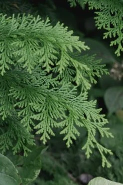 Southern Lace Hinoki Cypress - 3 Gallon Pot 3 Southern Lace Hinoki Cypress - 3 Gallon Pot -Garden Plant Shop Cypress Hinoki Southern Lace 13 4