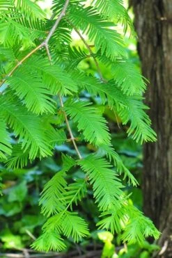 Dawn Redwood Tree (Metasequoia Glyptostroboides) - 3 Gallon Pot -Garden Plant Shop Dawn Redwood 2
