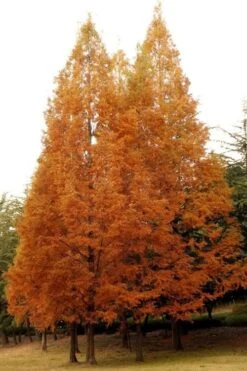 Dawn Redwood Tree (Metasequoia Glyptostroboides) - 3 Gallon Pot -Garden Plant Shop Dawn Redwood 4