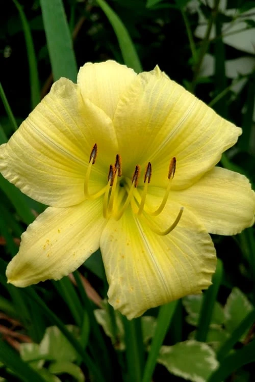 Big Time Happy Daylily - 1 Gallon Pot Big Time Happy Daylily - 1 Gallon Pot -Garden Plant Shop Daylily Big Time Happy 1