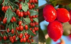 Goji Berry Plant - Lycium Barbarum - 1 Gallon Pot -Garden Plant Shop Dynamite Goji Berry
