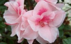Autumn Belle Encore Azalea - 1 Gallon Pot 3 Autumn Belle Encore Azalea - 1 Gallon Pot -Garden Plant Shop Encore Azalea Autumn Belle 2