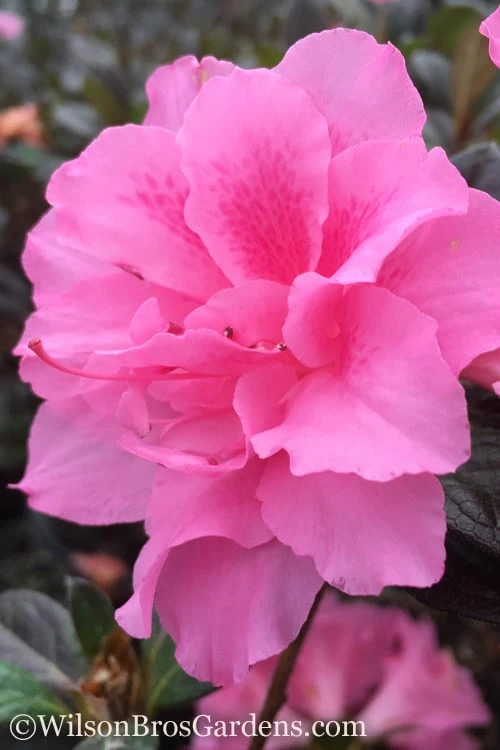 Autumn Carnation Encore Azalea - 2 Gallon Pot Autumn Carnation Encore Azalea - 2 Gallon Pot -Garden Plant Shop Encore Azalea Autumn Carnation 3 500x750 1