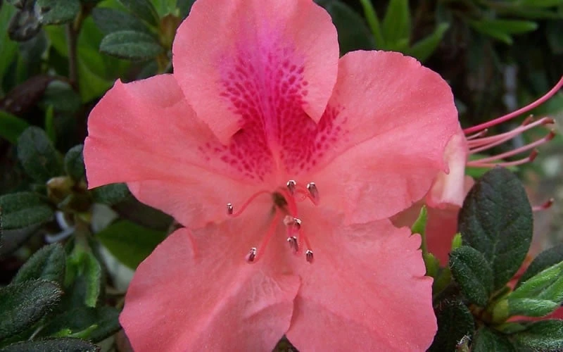 Autumn Coral Encore Azalea - 1 Gallon Pot Autumn Coral Encore Azalea - 1 Gallon Pot -Garden Plant Shop Encore Azalea Autumn Coral