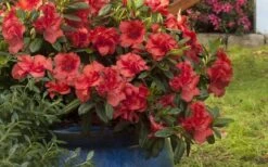 Autumn Embers Encore Azalea - 2 Gallon 5 Autumn Embers Encore Azalea - 2 Gallon -Garden Plant Shop Encore Azalea Autumn Embers 3 50 1