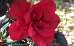 Autumn Fire Encore Azalea - 1 Gallon Pot -Garden Plant Shop Encore Azalea Autumn Fire WB