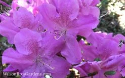Autumn Lilac Encore Azalea - 6 Pack Of 1 Gallon Pots 5 Autumn Lilac Encore Azalea - 6 Pack Of 1 Gallon Pots -Garden Plant Shop Encore Azalea Autumn Lilac 7 2