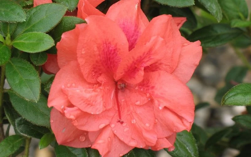 Autumn Monarch Encore Azalea - 2 Gallon Pot Autumn Monarch Encore Azalea - 2 Gallon Pot -Garden Plant Shop Encore Azalea Autumn Monarch 4 50 1