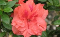 Autumn Monarch Encore Azalea - 3 Gallon Pot -Garden Plant Shop Encore Azalea Autumn Monarch 4 50 2