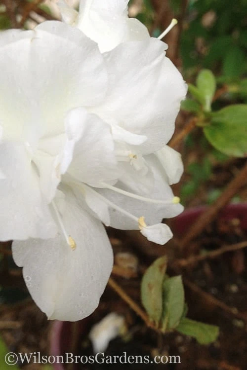 Autumn Moonlight Encore Azalea - 2 Gallon Pot Autumn Moonlight Encore Azalea - 2 Gallon Pot -Garden Plant Shop Encore Azalea Autumn Moonlight 500x750 3