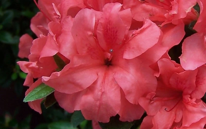 Autumn Princess Encore Azalea - 1 Gallon Pot Autumn Princess Encore Azalea - 1 Gallon Pot -Garden Plant Shop Encore Azalea Autumn Princess