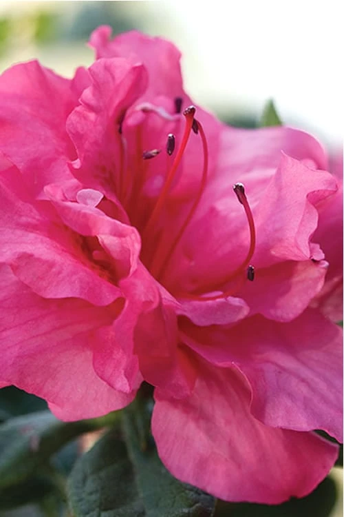 Autumn Rouge Encore Azalea - 3 Gallon Pot Autumn Rouge Encore Azalea - 3 Gallon Pot -Garden Plant Shop Encore Azalea Autumn Rouge 1 500x750 2