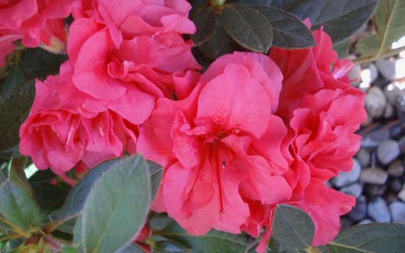 Autumn Rouge Encore Azalea - 3 Gallon Pot Autumn Rouge Encore Azalea - 3 Gallon Pot -Garden Plant Shop Encore Azalea Autumn Rouge 5 1