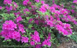 Autumn Royalty Encore Azalea - 1 Gallon Pot -Garden Plant Shop Encore Azalea Autumn Royalty 50