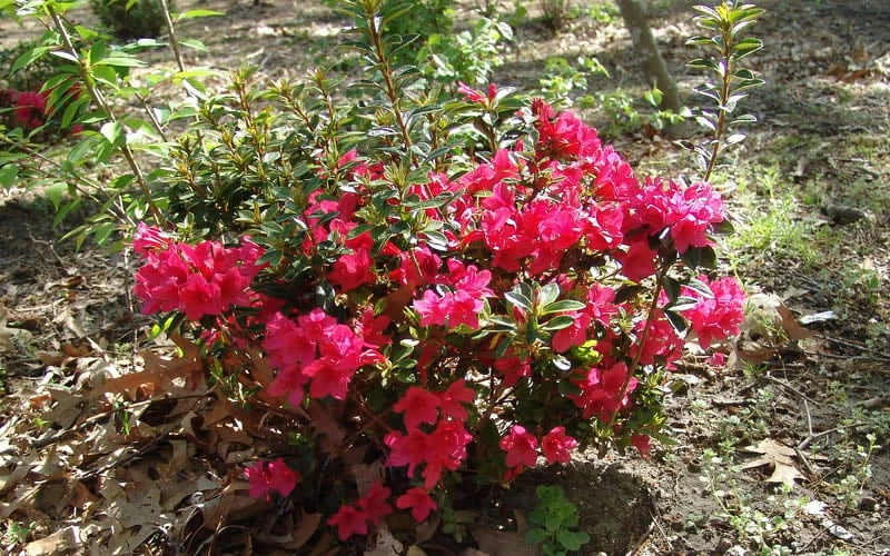 Autumn Ruby Encore Azalea - 1 Gallon Pot Autumn Ruby Encore Azalea - 1 Gallon Pot -Garden Plant Shop Encore Azalea Autumn Ruby 5 1