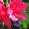 Autumn Ruby Encore Azalea - 1 Gallon Pot