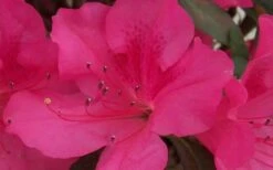 Autumn Sangria Encore Azalea - 2 Gallon Pot -Garden Plant Shop Encore Azalea Autumn Sangria 5