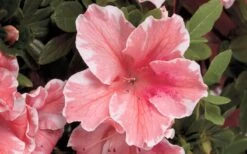 Autumn Sunburst Encore Azalea - 2 Gallon Pot -Garden Plant Shop Encore Azalea Autumn Sunburst 5