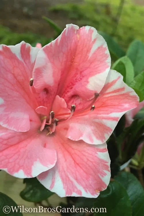 Autumn Sunburst Encore Azalea - 6 Pack of 1 Gallon Pots Autumn Sunburst Encore Azalea - 6 Pack Of 1 Gallon Pots -Garden Plant Shop Encore Azalea Autumn Sunburst Rev 500x750 2