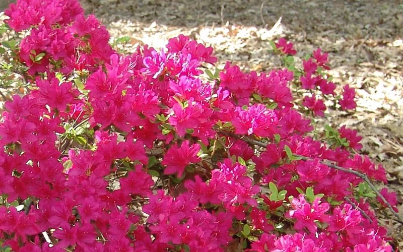 Autumn Sundance Encore Azalea - 1 Gallon Pot Autumn Sundance Encore Azalea - 1 Gallon Pot -Garden Plant Shop Encore Azalea Autumn Sundance 50