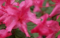 Autumn Sundance Encore Azalea - 1 Gallon Pot 4 Autumn Sundance Encore Azalea - 1 Gallon Pot -Garden Plant Shop Encore Azalea Autumn Sundance 51