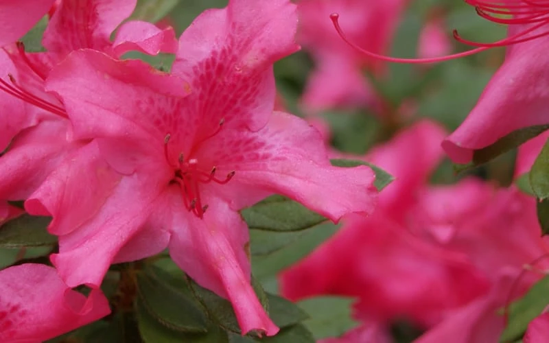Autumn Sundance Encore Azalea - 1 Gallon Pot Autumn Sundance Encore Azalea - 1 Gallon Pot -Garden Plant Shop Encore Azalea Autumn Sundance 51