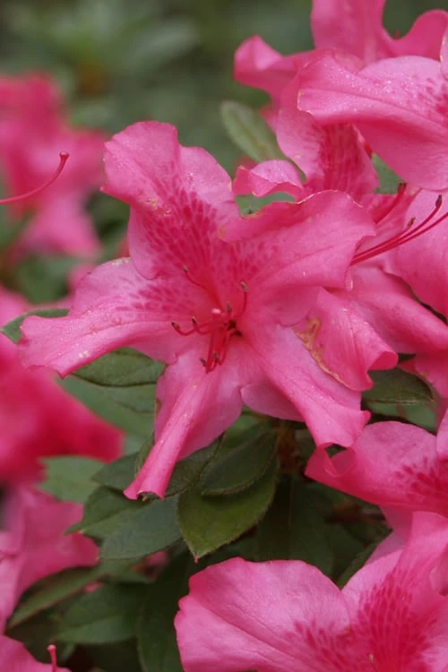 Autumn Sundance Encore Azalea - 1 Gallon Pot Autumn Sundance Encore Azalea - 1 Gallon Pot -Garden Plant Shop Encore Azalea Autumn Sundance Rev 500x750 1