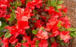 Autumn Sunset Encore Azalea - 1 Gallon Pot -Garden Plant Shop Encore Azalea Autumn Sunset 5