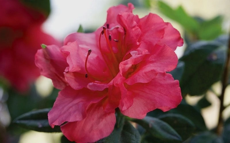 Autumn Rouge Encore Azalea - 3 Gallon Pot Autumn Rouge Encore Azalea - 3 Gallon Pot -Garden Plant Shop Encore Azalea Autumn20Rouge 1