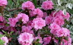 Autumn Carnation Encore Azalea - 6 Pack Of 1 Gallon Pots -Garden Plant Shop Encore Azalea Carnation 1 1