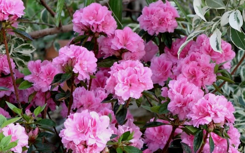 Autumn Carnation Encore Azalea - 2 Gallon Pot Autumn Carnation Encore Azalea - 2 Gallon Pot -Garden Plant Shop Encore Azalea Carnation 1