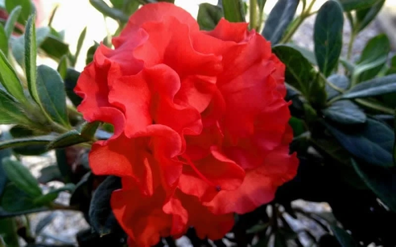 Autumn Embers Encore Azalea - 2 Gallon Autumn Embers Encore Azalea - 2 Gallon -Garden Plant Shop Encore Azalea Embers 1 1