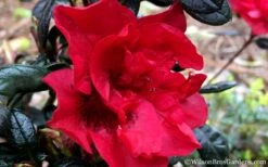 Autumn Fire Encore Azalea - 1 Gallon Pot -Garden Plant Shop Encore Azalea Fire