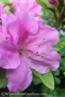 Autumn Lilac Encore Azalea - 3 Gallon Pot