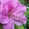 Autumn Lilac Encore Azalea - 1 Gallon Pot