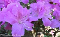 Autumn Lilac Encore Azalea - 3 Gallon Pot 3 Autumn Lilac Encore Azalea - 3 Gallon Pot -Garden Plant Shop Encore Azalea Lilac 8