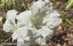 Autumn Moonlight Encore Azalea - 3 Gallon Pot 3 Autumn Moonlight Encore Azalea - 3 Gallon Pot -Garden Plant Shop Encore Azalea Moonlight 5 1