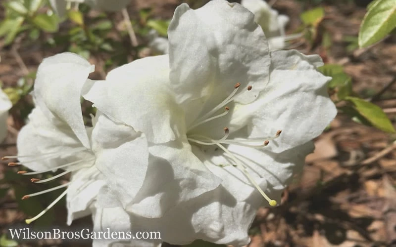 Autumn Moonlight Encore Azalea - 1 Gallon Pot Autumn Moonlight Encore Azalea - 1 Gallon Pot -Garden Plant Shop Encore Azalea Moonlight 5