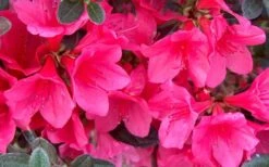 Autumn Ruby Encore Azalea - 1 Gallon Pot 3 Autumn Ruby Encore Azalea - 1 Gallon Pot -Garden Plant Shop Encore Azalea Ruby 1