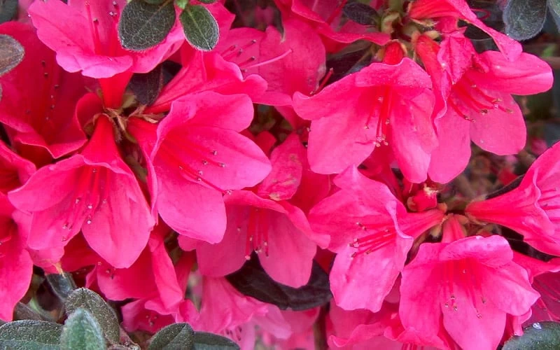 Autumn Ruby Encore Azalea - 1 Gallon Pot Autumn Ruby Encore Azalea - 1 Gallon Pot -Garden Plant Shop Encore Azalea Ruby 1