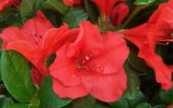 Autumn Sunset Encore Azalea - 1 Gallon Pot -Garden Plant Shop Encore Azalea Sunset 1