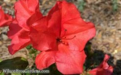 Autumn Sunset Encore Azalea - 1 Gallon Pot -Garden Plant Shop Encore Azalea Sunset 5